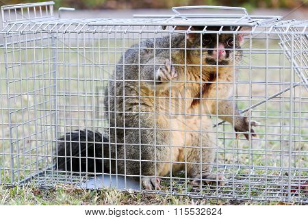 Possum Caught In a Trap