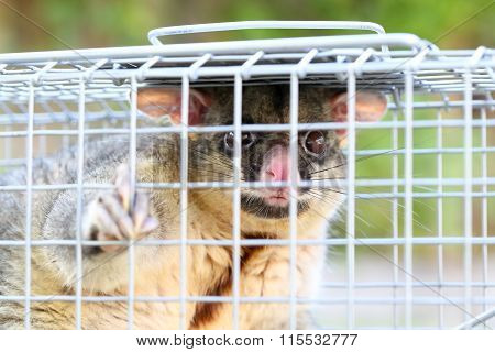 Possum Caught In a Trap