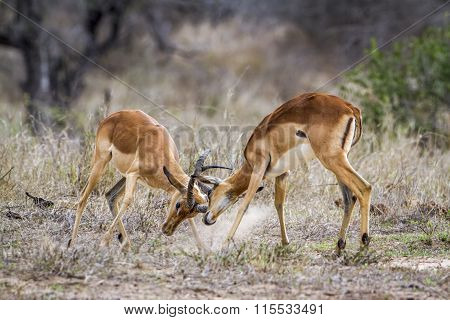 Impala In Kruger National Park
