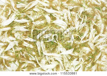 Background Of White Petals