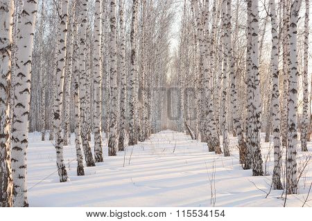 Birch In Winter At Sunset