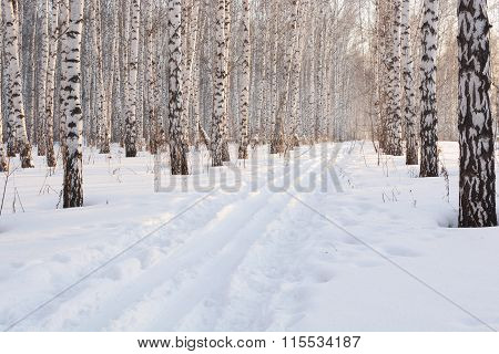 Ski In The Winter Grove
