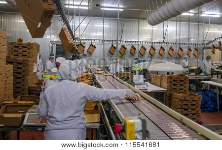 ISTANBUL, TURKEY - OCTOBER 3, 2012: Muslim woman workers working in a chicken meat plant.
