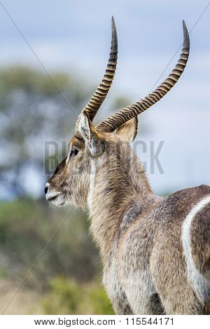 Waterbuck In Kruger National Park