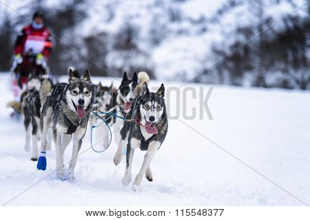 Sledge Dogs In Speed Racing
