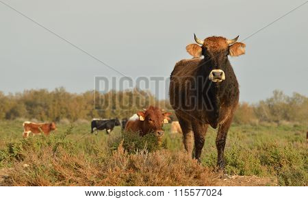 cows