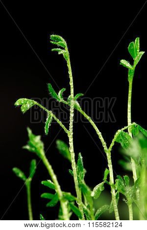 Fresh little green spouts of lentils
