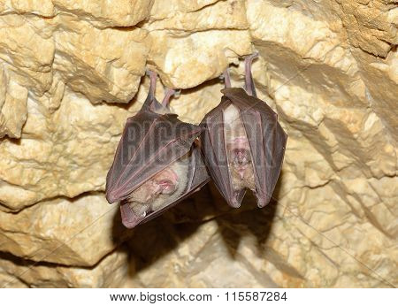 Lesser Horseshoe Bat (Rhinolophus hipposideros)