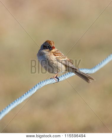 Field Sparrow On Wire