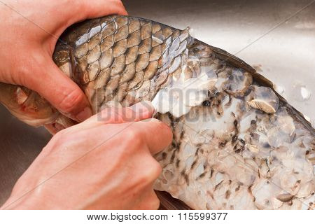 Gutting Of Freshly Caught Fish Carp