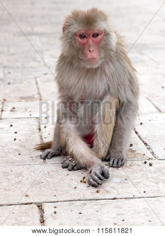Monkey temple Galwar Bagh in Jaipur, India
