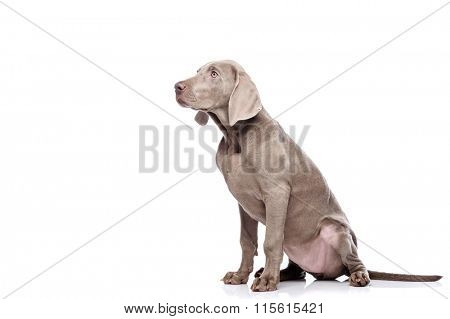 Weimaraner dog isolated on white