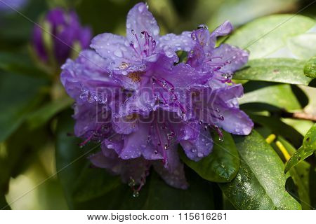 rhododendron