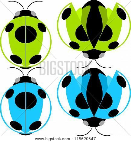 Beetle illustration