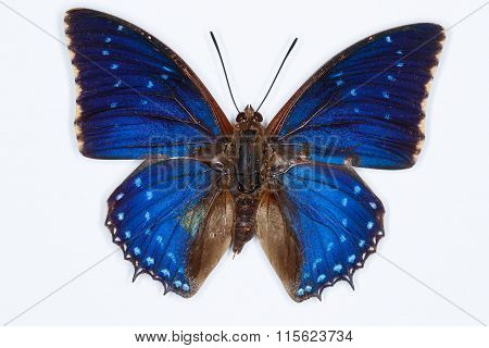 Common Blue Charaxes Butterfly, Isolated On White