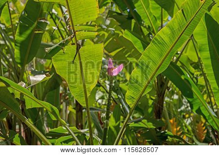 Banana tree with Banana blossom