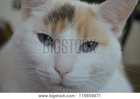 White Calico ShortHair Cat