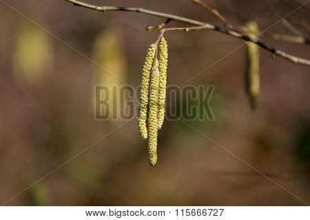 Blooming hazel tree