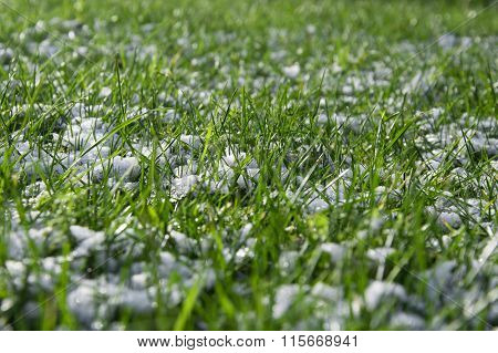 Spring Frost, Green Grass Covered With White Snow.