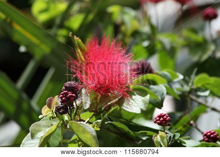 powder puff plant