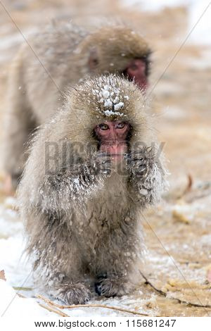Japanese Snow Monkey Macaque at Jigokudani  Yudanaka Nagano Japan