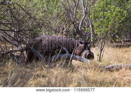 Hippopotamus lurking on land