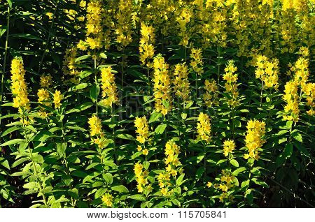 Lysimachia Vulgaris