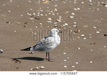 Seagull Standing on the Sand