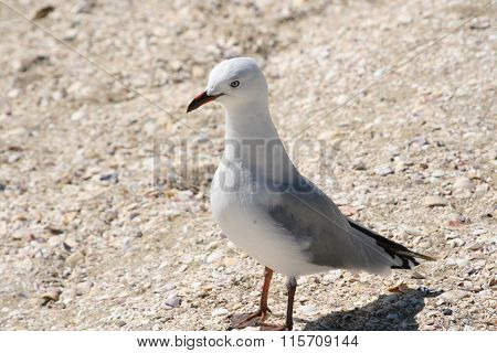 Seagull at the Beach