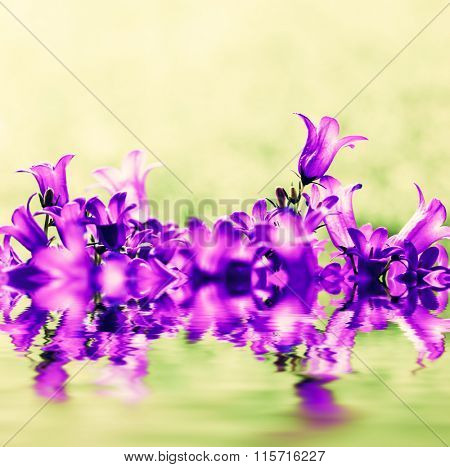 Fresh flowers close-up on grass natural background. Place for text. Tussock bellflower also known as Carpathian harebell
