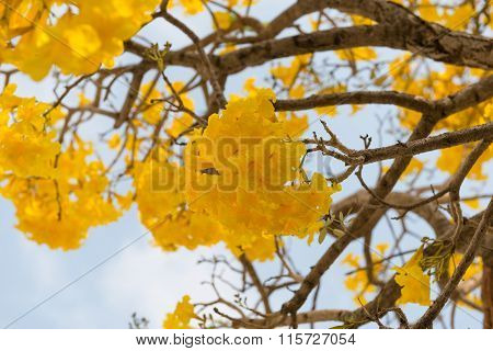 Silver Trumpet Tree