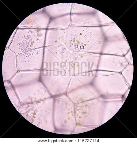 Plant Cells Under Microscope