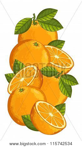Orange isolated, Vector, composition.