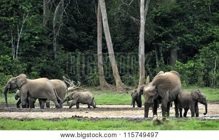 Forest Elephant (loxodonta Africana Cyclotis)