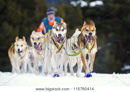 Sled Dog Race On Snow
