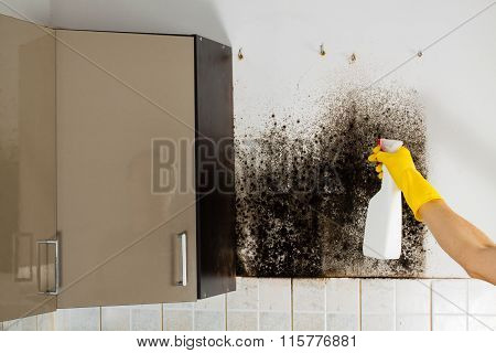 Mold problem and the mycelium (fungus).