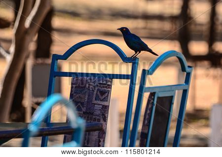 Blue colors on a bird and a chair in Africa