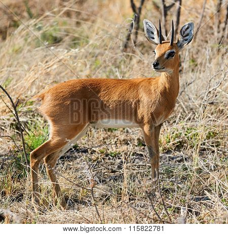 Steenbok A Little African Antelope