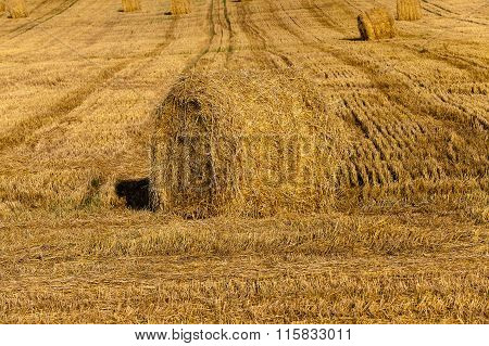 Haystacks Straw Lying In The Agricultural Field After Harvest. Summer