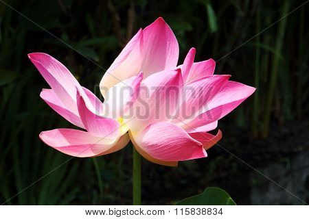 Lotus Flower In A Park