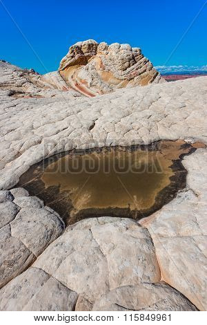 White Pocker, Arizona