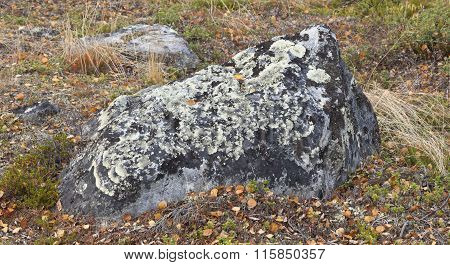 Arctoparmelia centrifuga, lichen in the family Parmeliaceae.