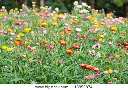 Helichrysum Bracteatum Blooming In Garden