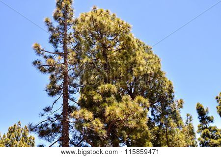 Pine Tree View
