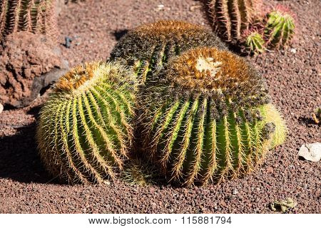 Echinocactus grusonii popularly known as the golden barrel cactus golden ball or amusingly mother-in-law's cushion