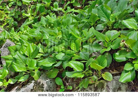 Medicinal Herb Bergenia (bergenia Pacifica)