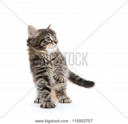 Cute Baby Tabby Kitten On White