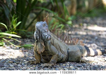 One Turtle Iguana