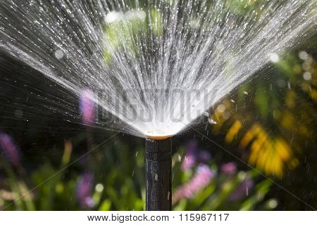 Sprinkler Head Watering In Garden.