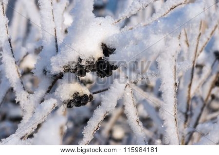 Winter Berries Of A Black Mountain Ash With The Snow